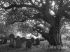 Cemetary by John Chase