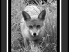 Fox by Rosie Still